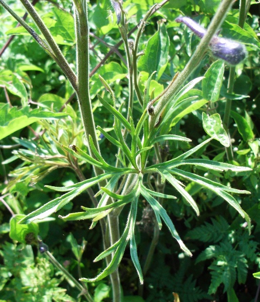 Delphinium cfr. fissum